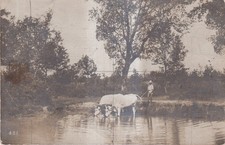 Postcard With Cattle In Pond -