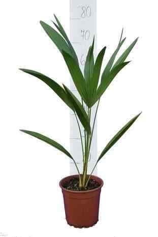Chamaerops humilis palmier - chamaerops, (palmier
