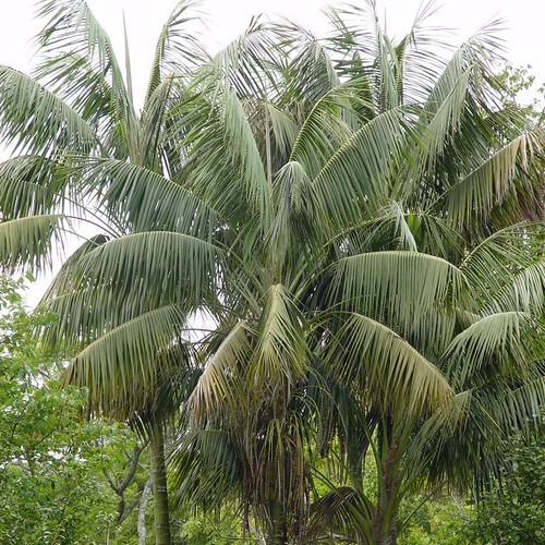 Palma kentia howea - kentia, (howea