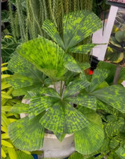Sale2363 Licuala Kalimantan palma screziata 2 semi