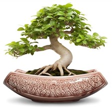 Grandi vasi per bonsai - 18