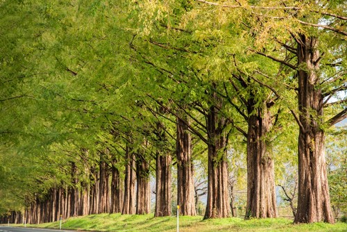 Semi sequoia primordiale - semi,