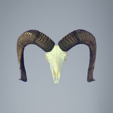 872MU Trofeo di caccia di muflone, corna 77-77cm C.24cm IT