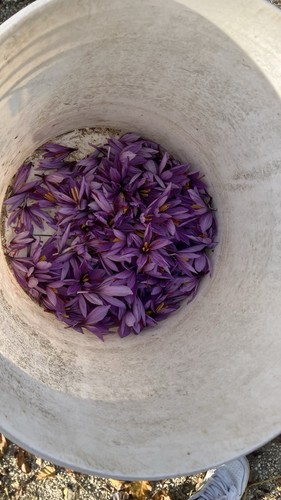 Zafferano pistilli essiccati - pistilli,
