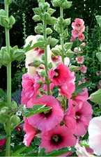 40 Semi Altea miscuglio  Altea/Malvone pianta perenne  spedizione gratis 