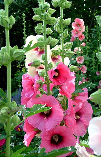 Semi altea malvone fiori - /malvone,