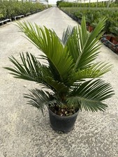 Cicas Revoluta Media (vaso da