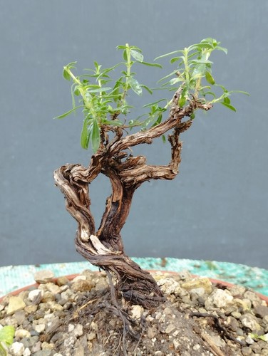 Bonsai timo - di,
