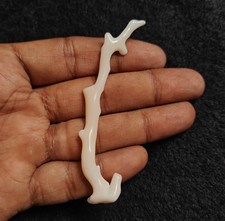 Ramo di corallo bianco