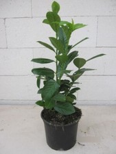 Prunus laurocerasus novita - laurocerasus,
