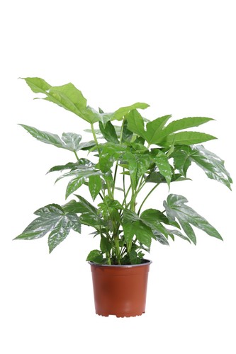 Pianta fatsia japonica - di,