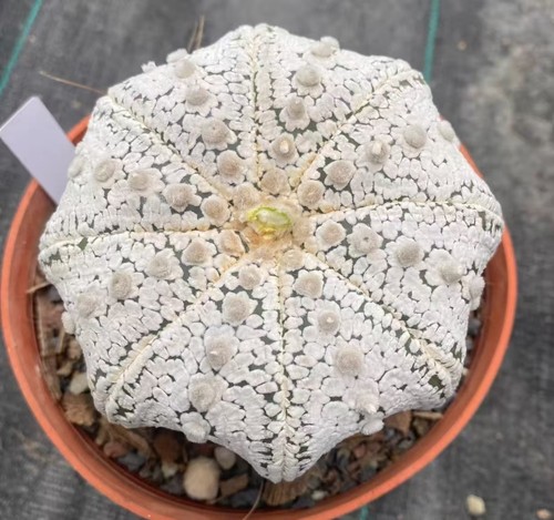 Astrophytum asterias super - asterias, 'super