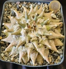 ARIOCARPUS FURFURACEUS VERY