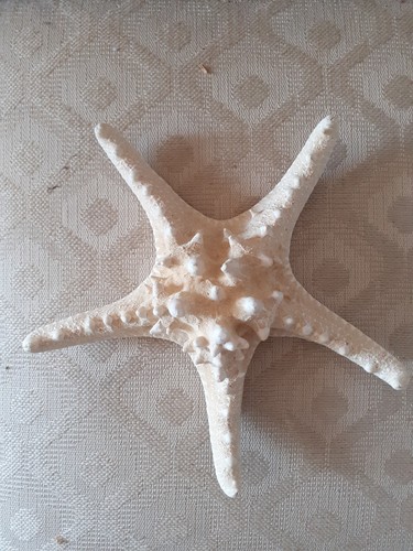 stella marina vera