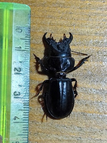 Coleoptera carabidae big male - coleoptera,