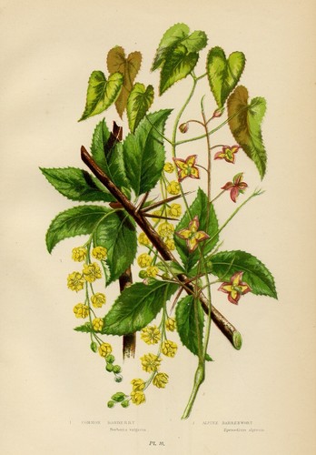 Stampa botanica antica - stampa, 1899