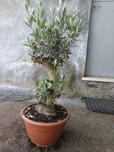 Ulivo bonsai vaso - bonsai, 25