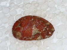 HALIOTIS TUBERCOLATA LAMELLOSA