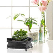 Vasi da Fiori Piante