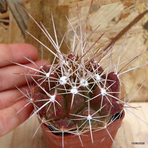 Thelocactus tulensis vaso - vaso, cm