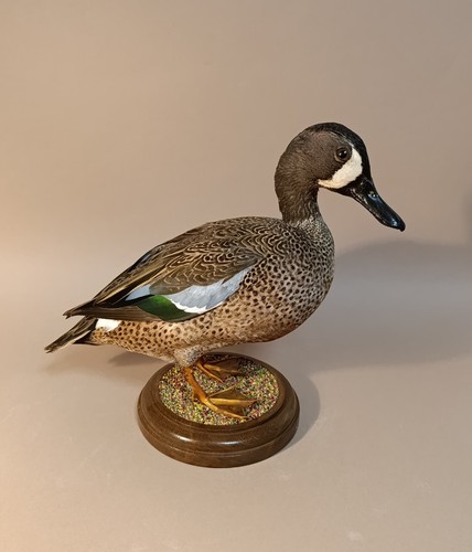 Taxidermy cabinet de - taxidermy,,