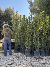 Pianta alloro laurus nobilis - alloro,