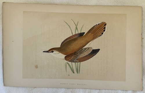 Rufous sedge warbler aedon - rufous,