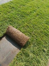 PRATO INGLESE NATURALE A ROTOLI 1 METRO QUADRO ( festuca + poa ) "DUE ZOLLE"