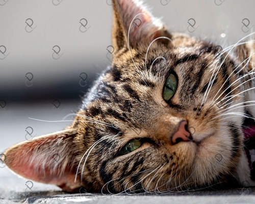 Foto gatto immagine - foto,