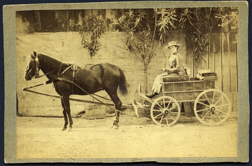 Elegant woman horse - woman,