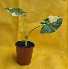 Alocasia Macrorrhiza Variegata