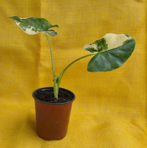 Alocasia macrorrhiza variegata - alocasia,