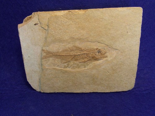 Pesce fossile dapalis - pesce,