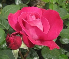 Rosa cv Meilland Baronne Edmond de Rothschild® - Rosa | Rosa da giardino