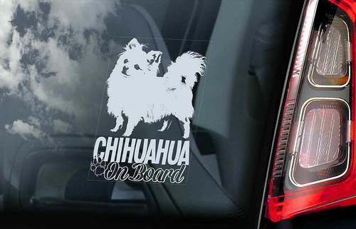Adesivo auto chihuahua cane - chihuahua,