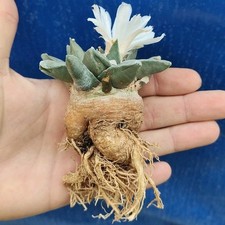 Ariocarpus retusus DJF 627 POT