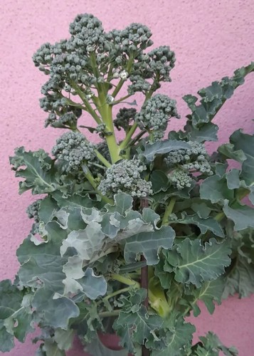 Semi seeds broccolo - 25, semi/seeds