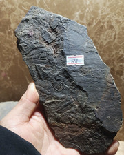 Squisiti fossili del periodo