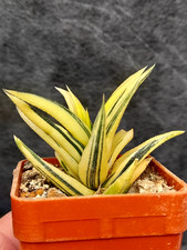 HAWORTIA VISCOSA GLABRATA