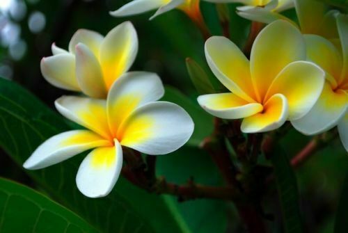 Plumeria pianta di - –,