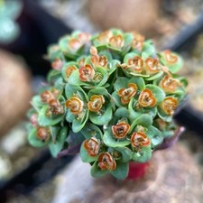 1 Pezzo 2-4cm Coltivazione