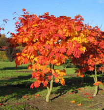 Acero rosso giapponese "Acer