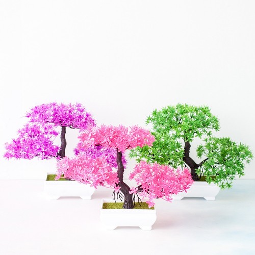Bonsai alta qualità - di,