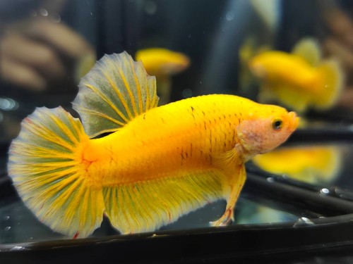 Live betta fish gigante super - betta,