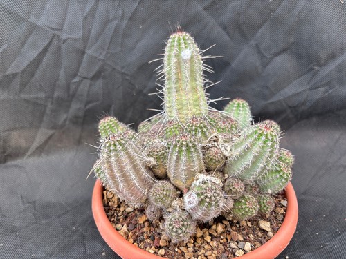 Lobivia aurea shaferi big - aurea,
