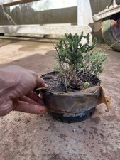 Bonsai Timo . Macchia