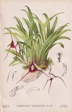 Orchidea Masdevallia Orchid