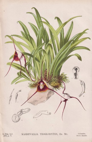 Orchidea masdevallia - orchidea,