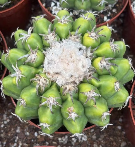 Discocactus ferricola wysiwyg - discocactus,