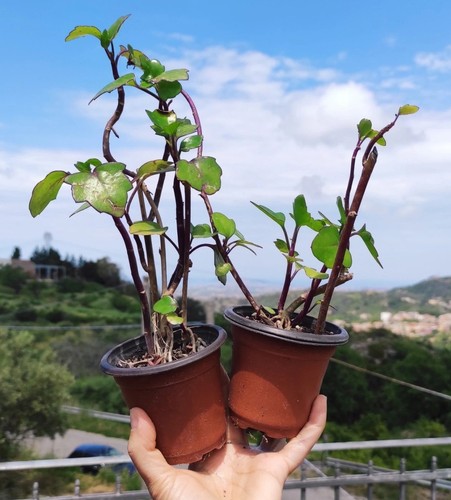 Vaso 3 piante di - 9,